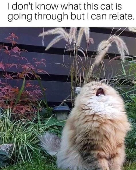 I don't know what this cat is going through, but I can relate. Cat Funnies, Era Victoria, Söt Katt, Cele Mai Drăguțe Animale, Koci Humor, Silly Cats Pictures, Funny Pets, Funny Animal Photos, Meme Gato