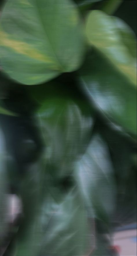 Filler photo blurry aesthetic leaves plant green Nature, Green Filler Photos, Blurry Green Aesthetic, Green Blurry Aesthetic, Pixie Hallow, Aesthetic Leaves, Blurry Aesthetic, Green Pictures, Nature Hd