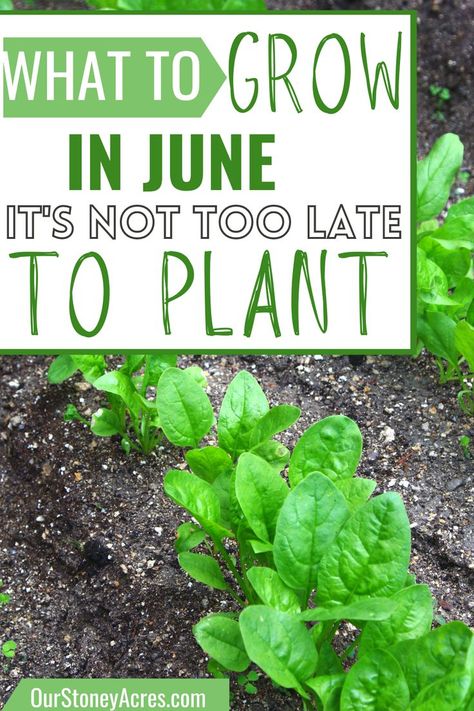 What To Plant In June, Best Vegetables To Grow, Vegetable Planting Guide, Vegetable Planting, River Rock Garden, Best Vegetables, When To Plant Vegetables, Vegetables To Grow, Spring Crops