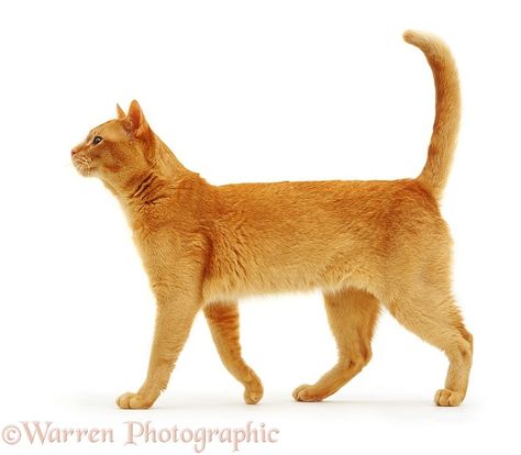 Fort De France, Cat Standing, Cat Anatomy, Cat Profile, Kitten Photos, Cat Reference, Cat Spray, Lots Of Cats, Cat Pose