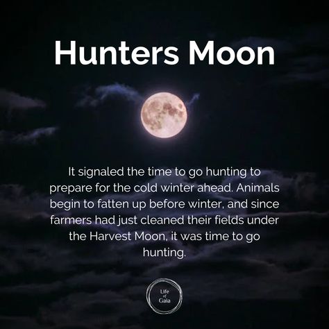 Hunters Moon signaled the time to go hunting to prepare for the cold winter ahead. Animals begin to fatten up before winter, and since farmers had just cleaned their fields under the Harvest Moon, it was time to go hunting. #LifeofGaia #ASacredSpace #themoon #fullmoonvibes #fullmoonenergy #fullmoons Hunters Moon Ritual, Hunter Moon, Hunters Moon, Moon Names, Winter Moon, Magick Spells, Happy October, The Harvest, Harvest Moon