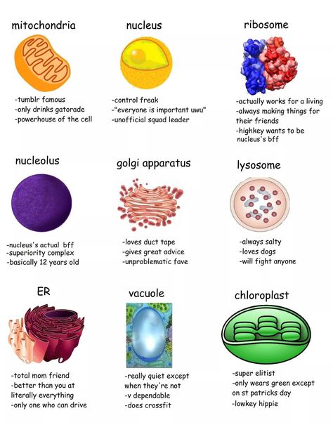 Cell Biology Notes, Golgi Apparatus, Cell Diagram, Biology Humor, Cell Parts, Cells Project, Cell Organelles, Study Biology, Basic Anatomy And Physiology