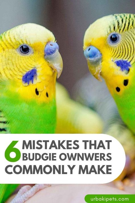 As a popular pet bird, budgie are often kept as pets by many people. However, despite their popularity, there are several common mistakes that parakeet owners can make, which can negatively impact their pet's health and happiness. Firstly, one of the most common mistakes is inadequate cage size. Budgie are active birds and need plenty of room to move around and exercise, so a cage that is too small can lead to boredom, stress, and physical problems. Another mistake is not providing... Nature, Diy Pet Bird Toys, Diy Parakeet Toys, Budgie Room, Budgie Cage Ideas, Parakeet Cage Ideas, Diy Parakeet Cage, Diy Budgie Toys, Birds Parakeet