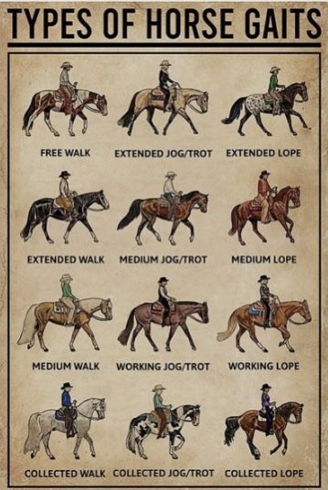 Horse Room Decor, Horse Knowledge, Horse Room, Club Decor, Horse Posters, Horse Books, Types Of Horses, Horse Ranch, Cowboy Art