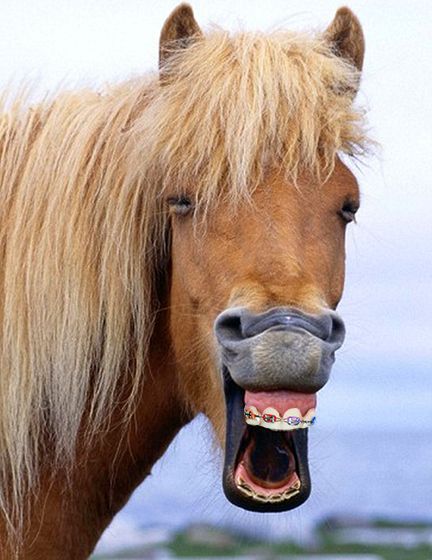 To correct bimaxillary protrusion..? This horse. | Community Post: 14 Animals With Braces That Will Make You Smile Horse Smiling, Dog Doing Yoga, Laughing Horse, Laughing Pictures, Laughing Animals, Smiling Animals, Haiwan Lucu, Funny Horses, Animal Help