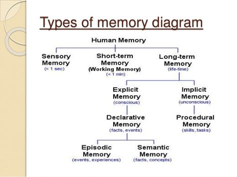 Types of memory diagram Friendship Circle, Ap Psych, Ap Psychology, Types Of Memory, Psychology Notes, Human Memory, Psychology Studies, Cognitive Psychology, Inspirerende Ord