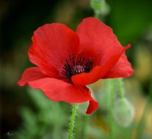 #remembrance Growing Poppies, Red Poppy Flower, Poppies Tattoo, Poppy Painting, Poppy Red, Red Poppy, Poppy Flower, Flower Images, Birth Flowers