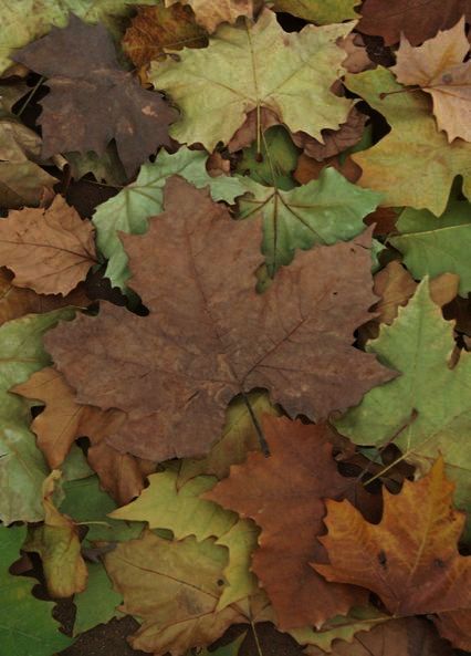 Brown Cottage, Brown Theme, Warm Browns, Autumn Green, Woodland Cottage, Leaf Collection, Soft Autumn, Flower Art Images, Pink Garden