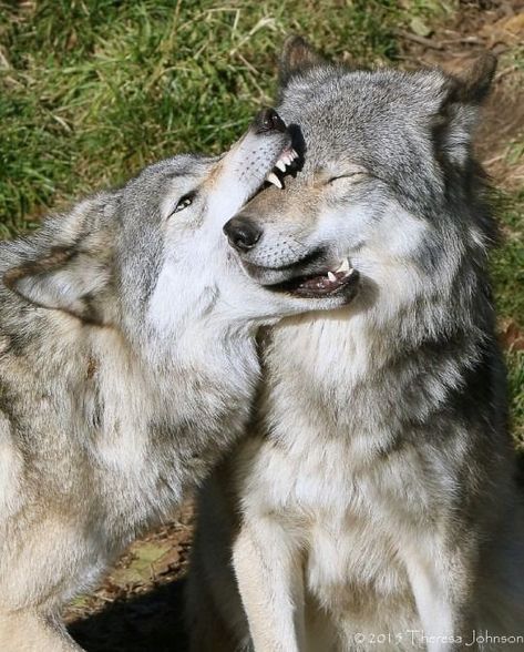 Wolves Acting Like Silly Overgrown Doggos - I Can Has Cheezburger? Cat Walking, Psy I Szczenięta, Wolf Photos, Wolf Love, Wolf Pictures, Wolf Spirit, Beautiful Wolves, Bad Dog, Black Wolf