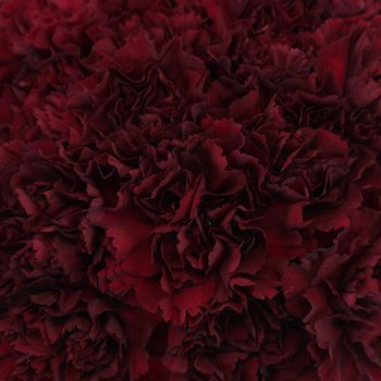 Search Burgundy flowers at FiftyFlowers! Burgundy is an extremely bold and dominant color, which makes it fantastic to emphasize a passionate look at your event. Nature, Burgundy Carnations, Burgundy Aesthetic, Maroon Aesthetic, Winter Wedding Planning, Carnation Flowers, Red Hydrangea, Tropical Wedding Flowers, Carnation Flower