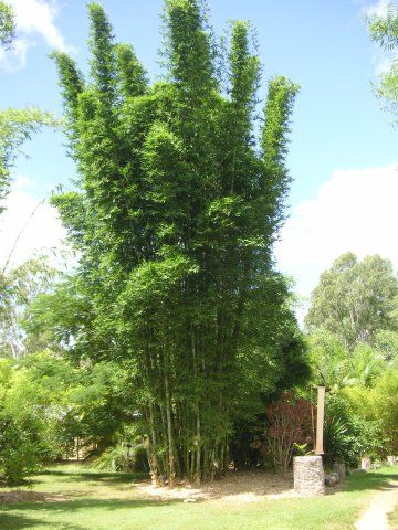 Bambusa oldhamii (Giant timber bamboo) Bamboo Barrier, Giant Bamboo, Big Bamboo, Bamboo Species, Growing Bamboo, Zone 9, Bamboo Garden, Glass Garden Art, Evergreen Plants