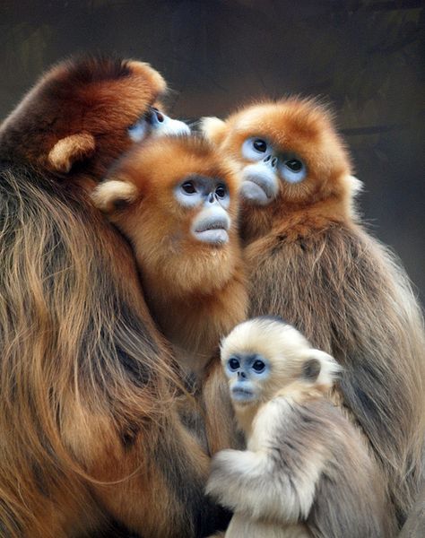 Orang Utan, Mandrill, Monkeys Funny, Primates, Sweet Animals, Animal Planet, Nature Animals, Animal Photo, Animals Friends