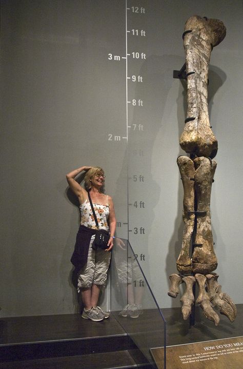 Camarasaurus limb, Royal Tyrrell Museum, Drumheller, Alberta. © Mark Ryan Fossil Museum, Dinosaur Exhibition, Dinosaur Museum, Museum Exhibition Design, Nature Museum, Dinosaur Skeleton, Museum Displays, Dinosaur Fossils, Science Museum