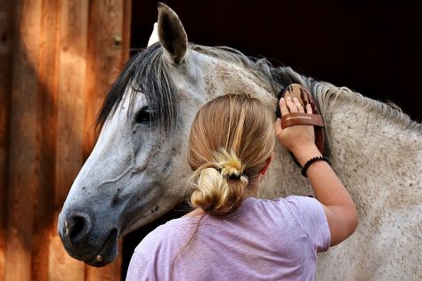 With all the money spent on horses, buying high quality grooming tools may seen like a luxury you can’t afford. After all, they’re used to clean mud, dirt and sweat, so they’re not exactly glamorous.… Horse Tips, Horse Grooming Supplies, Horse Brushes, Horse Care Tips, Horse And Human, Cowgirl Magazine, Horse Grooming, Horse Diy, Equestrian Lifestyle