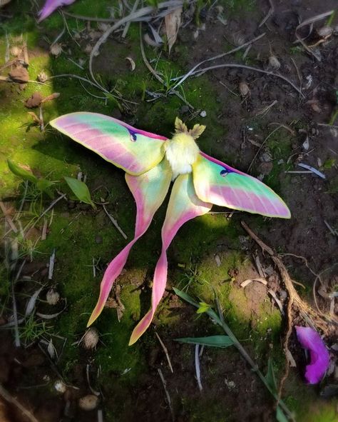 Colorful Moths, Cute Moth, Return To Nature, Lunar Moth, Cool Insects, Moon Moth, Cool Bugs, Moth Art, Moth Tattoo