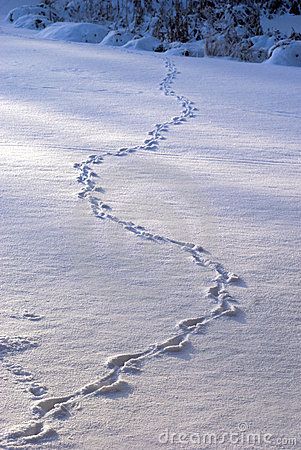 Animal tracks in snow - Dreamstime Animal Tracks In Snow, Heat Lightning, Snow Tracks, Sunny Morning, Animal Tracks, Painting Snow, Apocalypse Survival, Forest Animal, Baby Turtles