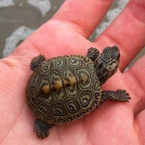 Baby turtle Reptiles And Amphibians, Nosara, Fauna Marina, Tiny Turtle, Turtle Love, Cute Turtles, Baby Turtles, Back To Nature, Cute Creatures