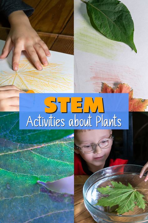 STEM Activities about Plants Biology Stem Activities, Environment Stem Activities, Nature Stem Activities Preschool, Steam Plant Activities, Stem Plant Activities, Plants Stem Activities, Nature Stem Activities For Kids, Biology Experiments For Kids, Spring Steam Activities Elementary