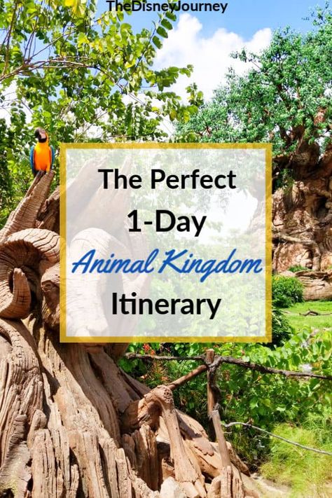 Disney Animal Kingdom, Animal Kingdom Itinerary, Animal Kingdom Rides, Disney Animal Kingdom Lodge, Disney Parque, Animal Kingdom Lodge, Disney World Vacation Planning, Family Disney Trip, Disney Trip Planning