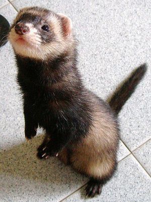 Ferrets are playful, active, curious and loving. They make wonderful pets, but before you fall in love with one at a pet store or rush off to get one after talking to a delighted ferret owner, there are a few things that you must consider. Baby Ferrets, Funny Ferrets, A Ferret, Pet Ferret, Cute Ferrets, Cute Creatures, Animal Wallpaper, Exotic Pets, Cute Little Animals