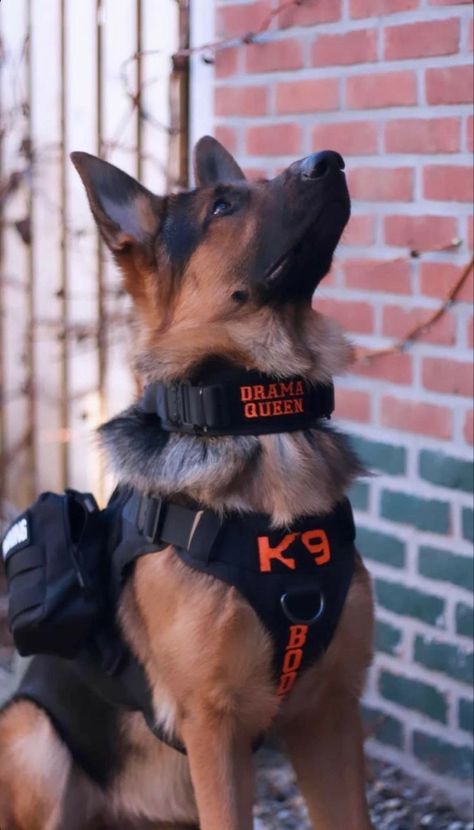 German Shepherd Police Dogs, Police German Shepherd, Tactical Dog Gear, German Shepherd K9, Police Dog Training, K9 Police Dogs, German Sheperd Dogs, Dog Soldiers, Dog Foto
