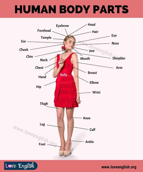 Body Parts Names: 65 Proper Names for Human Body Parts - Love English Human Body Name, Body Parts Name, Human Body Vocabulary, Body Name, Forehead Hair, Eye Parts, Whisper In Your Ear, Basic English, Human Body Anatomy