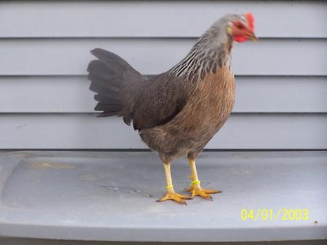 Silver Leg Horn Horn, Page About Me, Rhode Island Red Chickens, Rhode Island Red, Red Chicken, Grade 9, 7th Grade, Chickens Backyard, About Me