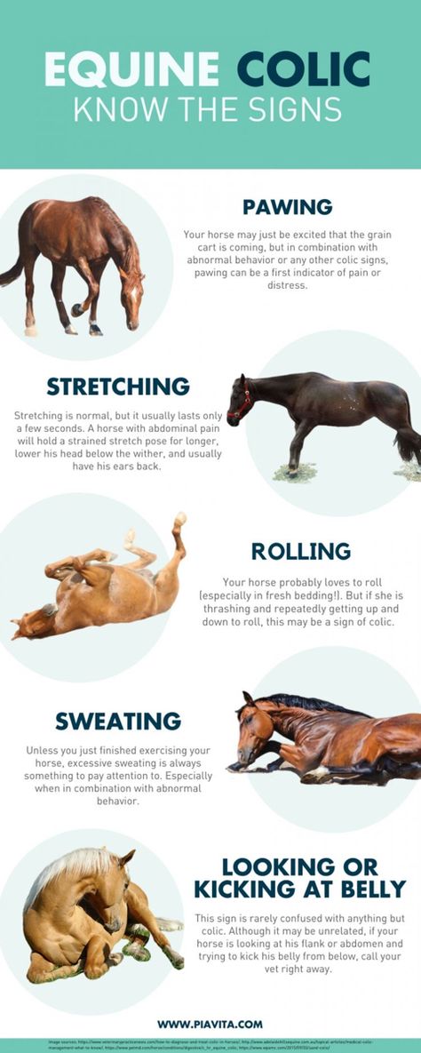 Colic In Horses, Large Animal Vet, Animal Vet, Equine Veterinary, Horse Behavior, Equine Care, Horse Information, Healthy Horses, Horse Facts