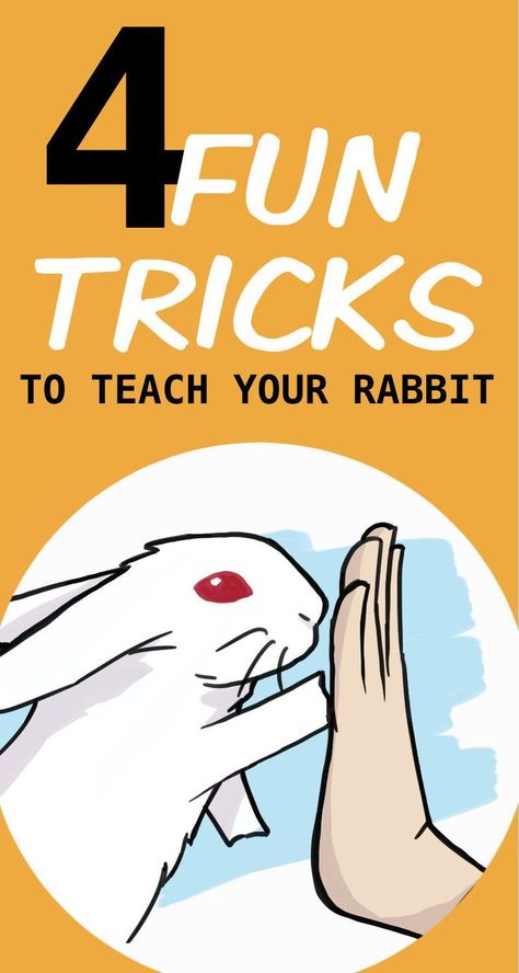 German Giant Rabbit, Things To Do With Your Rabbit, Diy Rabbit Treats Homemade, Fun Things To Do With Your Bunny, How To Teach Your Bunny Tricks, Diy Bunny Treats Recipes, Tricks To Teach Your Rabbit, Bunny Care Checklist, Rabbit Accessories Pet