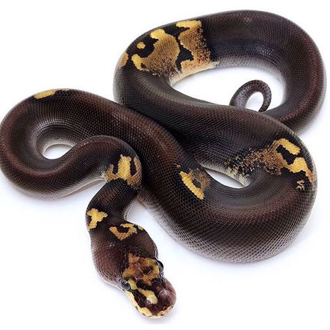 Paradox Ball Python Paradox Ball Python, Aesthetic Snakes, Black Pastel Ball Python, Pastel Ball Python, Boop Noodle, Ball Python Care, Dream Snake, Snake Heart, Pet Snakes