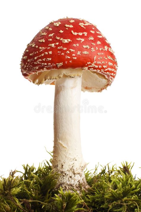 Mushroom. Red poison mushroom close up studio shoot , #sponsored, #poison, #Red, #Mushroom, #mushroom, #shoot #ad Red Mushroom Photography, Mushrooms Reference, Red Mushroom Drawing, Mushroom Reference, Red Cap Mushroom, Red And White Mushrooms, Poison Mushroom, Mushroom Photography, Mushroom Lamps