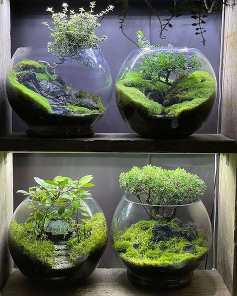 Moss Terrarium Ideas, Terrarium Ideas Unique, Terrariums Ideas, Moss Ideas, Succulent Plants Indoor, Moss Carpet, Best Terrarium Plants, Cozy Cubicle, Closed Terrarium Plants