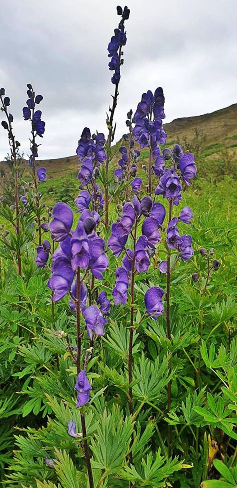 Is Wolfsbane Legal? – GrowGardener Blog Nature, Wolvesbane Flower, Wolfsbane Flower, Halloween Plants, 2024 Tattoo, Front Yard Plants, Feeling Of Love, Not In Love, Garden Herbs