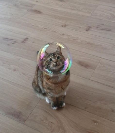 Cat with the perfect bubble on her head. Funny Photos, Cat Breeds, Bubble Cat, Cat Ownership, Cat Hotel, Luxury Cat, Litter Tray, Cat Adoption, Cat Owners