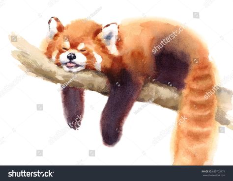 Watercolor Red Panda Sleeping on the Branch Hand Drawn Animal Illustration isolated on white background image illustration Watercolor Red, Red Panda, Greeting Cards, Illustrations, Red