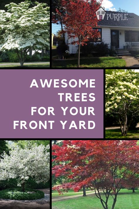 Choosing a tree for your front yard - awesome trees to use as a front yard focal point. #Trees #Landscaping Front Yard Focal Point, Front Yard Tree Landscaping, Trees Landscaping, Different Trees, Trees For Front Yard, Landscaping Trees, Easy Landscaping, Landscaping Supplies, Front Lawn