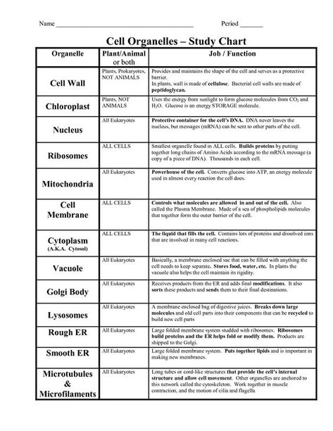 Cell Organelle Functions Worksheet Worksheets For All Animal Cell Organelle Functions, Plant Cell Parts And Functions, Cell Organelles Diagram, Cell Structure And Function Notes, Cell Parts And Functions, Animal Cell Organelles, Science Cells, Animal Cells, Cells Worksheet