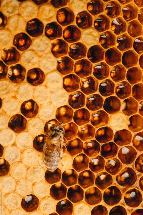 Honeycomb Aesthetic, Tattoo Bee, Bee Tattoos, Honeycomb Tattoo, Bees Honeycomb, Tattoo Health, Geometry In Nature, Bee Drawing, Ocean Collection