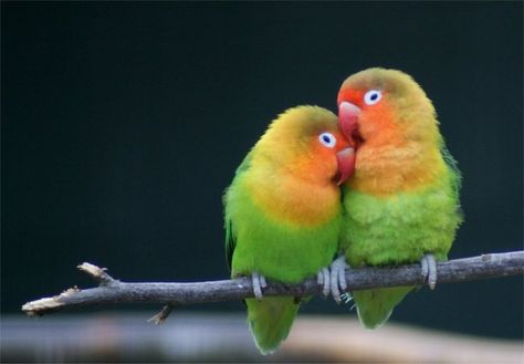 Lovebirds choose their partners when they are two months old. After that, they will become virtually inseparable, cuddling together whenever they can. Romantic Animals, Burung Beo, Birds For Sale, Talking Parrots, Hijau Mint, African Love, Bird Wallpaper, Baby Chicks, Exotic Birds