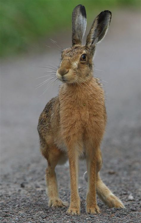 Here hare here....Time to enjoy the countryside and learn more about it.  fatnfurry Animal Kingdom, Wild Hare, Tattoo Nature, British Wildlife, Animal Photo, Woodland Animals, Watch Video, Beautiful Creatures, Animal Photography