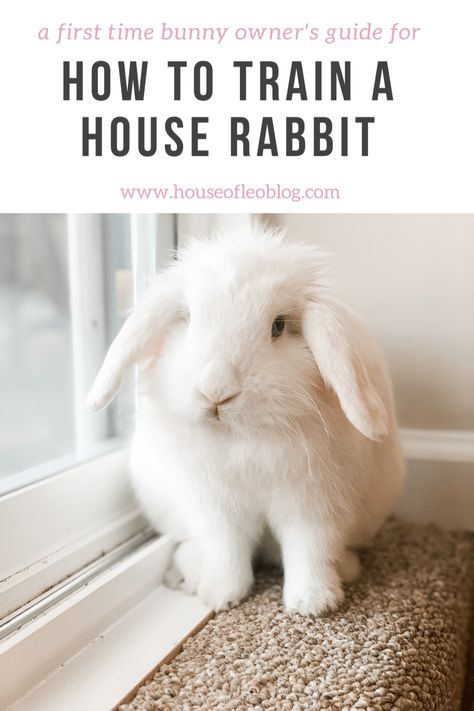 How To Potty Train A Rabbit, How To Potty Train A Bunny, How To Litter Train A Rabbit, Diy Bunny Cage Indoor House Rabbit Ideas, Rabbit Litter Box Ideas, Litter Box Training Rabbits, Rabbit Indoor House Ideas, Rabbitry Setup Ideas, Indoor Rabbit Setup