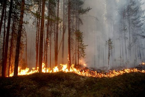 Image result for climate change Extreme Weather, Extreme Weather Events, Fire Image, Arctic Circle, Forest Fire, Northern Europe, Baltic Sea, End Of The World, Scandinavia