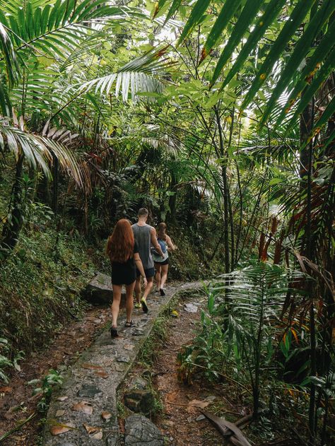 San Juan, Costa Rica, El Yunque National Forest, Hiking Puerto Rico, Forest Hike, El Yunque Rainforest, Forest Hiking, The Rainforest, Amazon Rainforest