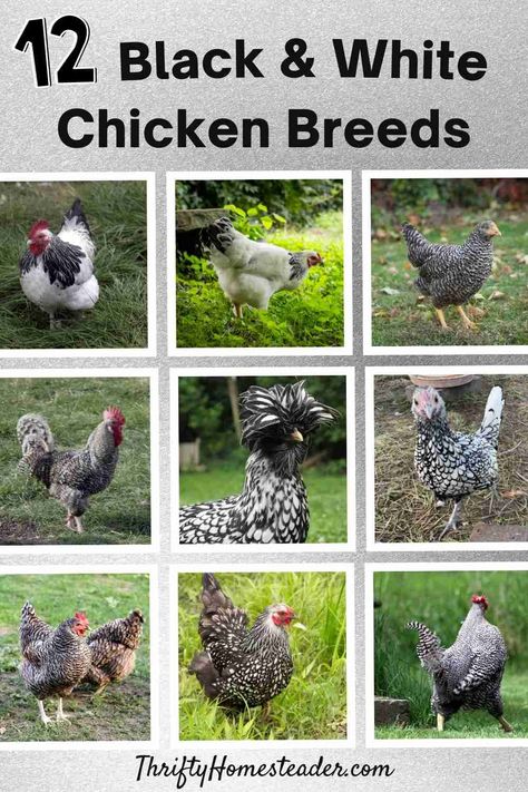 Black Chickens Breeds, White Chicken Breeds, Polish Chickens Breed, Black And White Chicken, Maran Chickens, Chicken Math, Black And White Chickens, Polish Chicken, Bantam Chickens