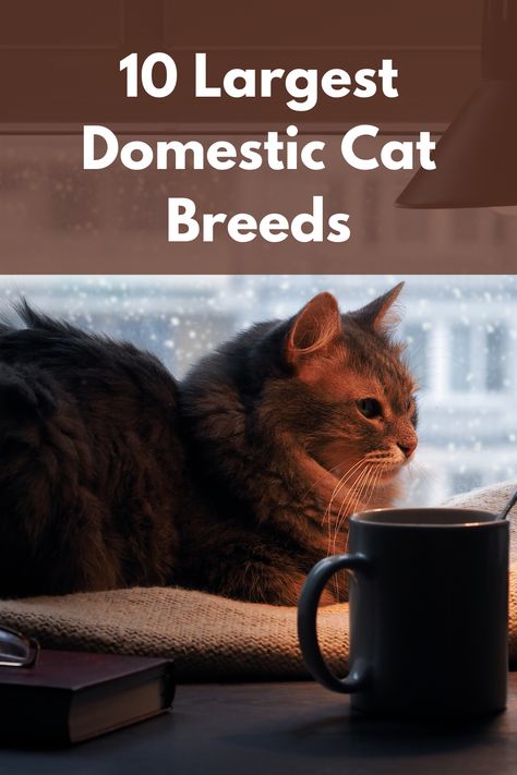 There are actually some cat breeds that are so big that you might have quite a trouble to lift them. Their size may get you confused as to whether they are domestic cats or not. If you are interested to know what are some of the largest domestic cat breeds, here is a list for you. #LargestDomesticCat #LargestDomesticCatBreed #LargestDomesticCatInTheWorld #LargestCatBreeds Largest Domestic Cat, Very Cute Animals, Large Domestic Cat Breeds, Domestic Cat Breeds, World Cat, Beautiful Cat Breeds, Like Animals, Domestic Cat, Beautiful Cat