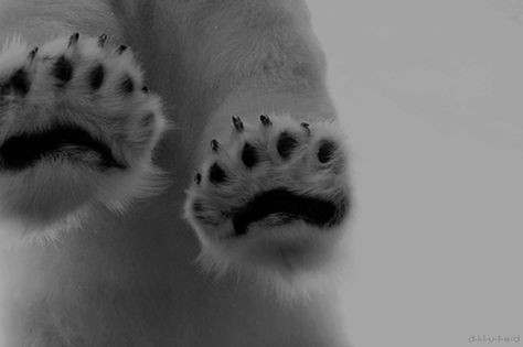 Animal Kingdom, Polar Bear Paw, Polar Bear Tattoo, Toronto Zoo, Like A Cat, Bear Paws, Baby Bear, Four Legged, Polar Bear