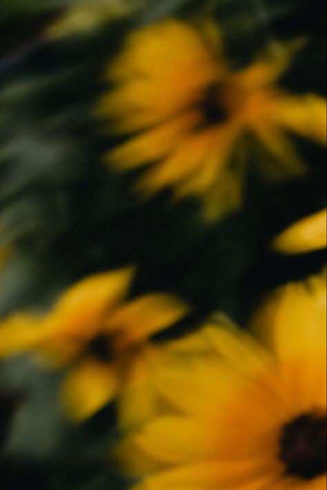 A blurry photo of sunflowers Nature, Blurry Flower Aesthetic, Blurry Nature, Blurry Photography, Aesthetic Sunflower, Blurry Pics, Blurry Aesthetic, Story Background, Sunflower Photography