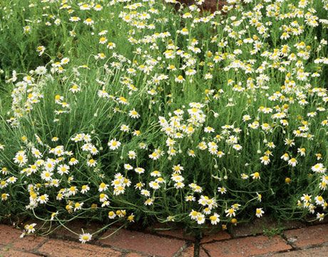 Roman Chamomile  Scented Chamaemelum nobile thrives in hot, dry conditions. Cut stems back to two inches from the ground after the plant blooms to maintain its compact form. ZONES 4-9 Ground Cover Perennials, Ground Cover Flowers, Covered Backyard, Roman Chamomile, Border Plants, Ground Cover Plants, Drought Tolerant Plants, Chamomile Flowers, Garden Tours