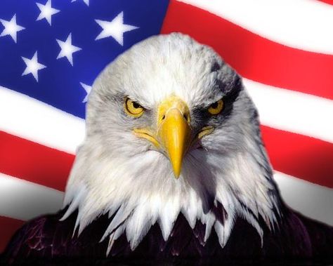 Logan Sergeant, America Core, American Flag With Eagle, Bird Meme, Eagle America, America Theme, 3 Musketeers, Usa Eagle, America Memes