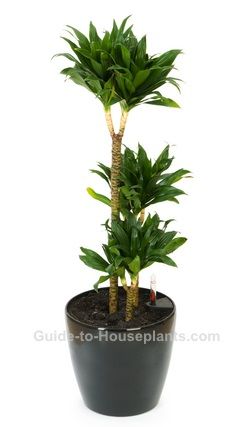 Is 'Dracaena Janet Craig' the perfect house plant? This is the one Jenny says I have. Dracaena Care, Dracaena Deremensis, Desk Plant, Dracaena Plant, Jenny Craig, Tanaman Pot, Garden Site, Carbon Monoxide, Inside Plants